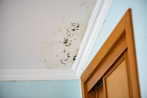 Best White Mold Remediation in Dayton, TN