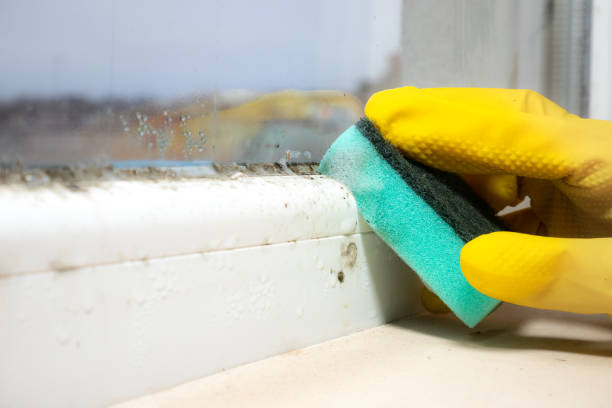 Best DIY Mold Remediation Support Services in Dayton, TN